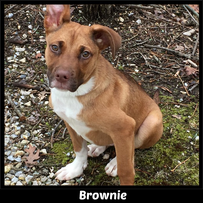 Brownie