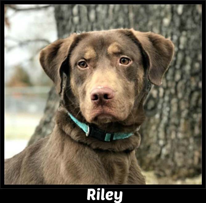 Riley