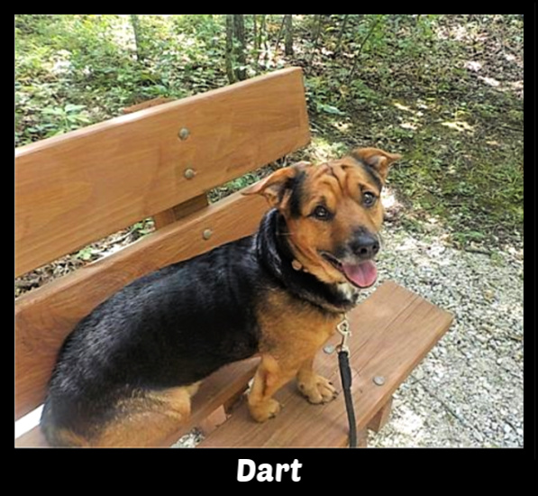 Dart