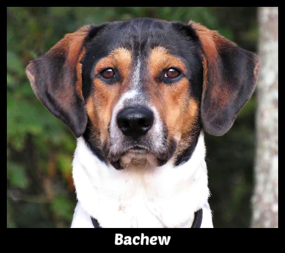 Bachew